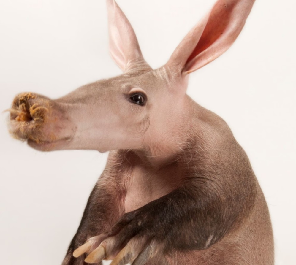 Aaron’s Meshugaas at the Bazaar: An Easy Spelling Bee